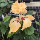 Yellow Lion'S Tail Pom Pom Poodle Tropical Hibiscus Plantwell Rooted
