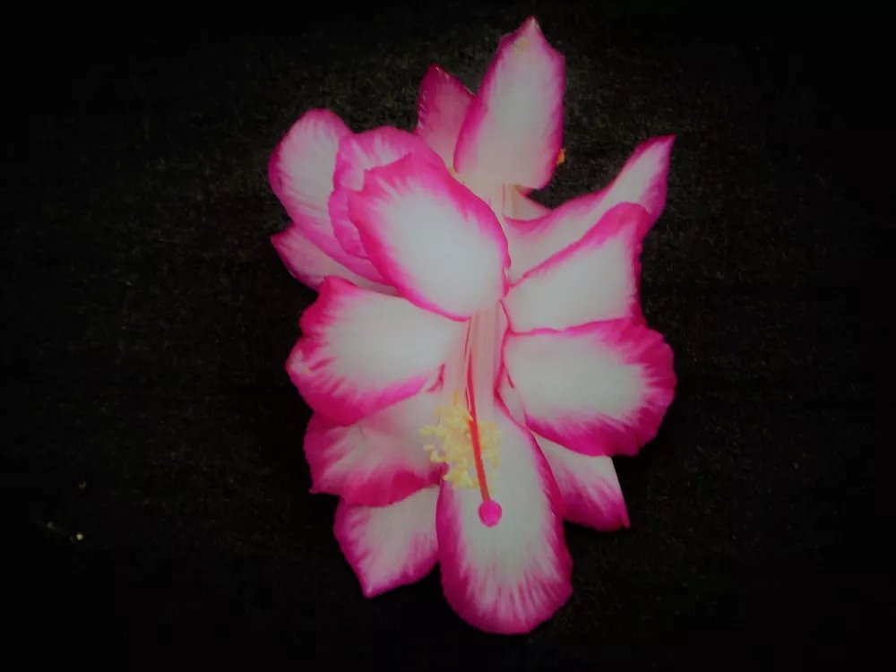Christmas Cactus Starter Plant Sugar Plum Fairy Schlumbergera Truncata