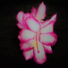 Christmas Cactus Starter Plant Sugar Plum Fairy Schlumbergera Truncata