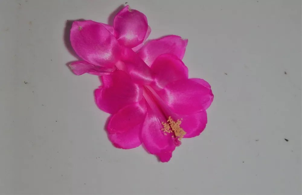 Christmas Cactus Starter Plant Satin Beauty Schlumbergera Truncata