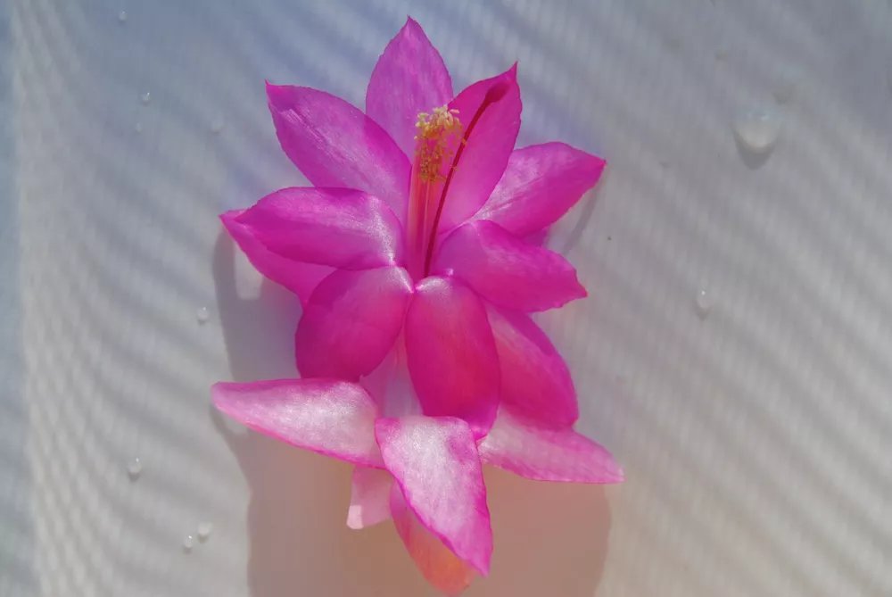 Christmas Cactus Starter Plant Flor D' Ecole Schlumbergera Truncata