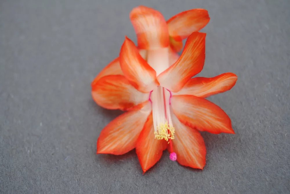 Christmas Cactus Starter Plant Stephanie Schlumbergera Truncata
