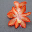 Christmas Cactus Starter Plant Stephanie Schlumbergera Truncata
