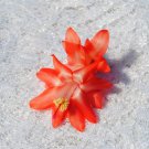 Christmas Cactus Starter Plant Blushing Belle Schlumbergera Truncata