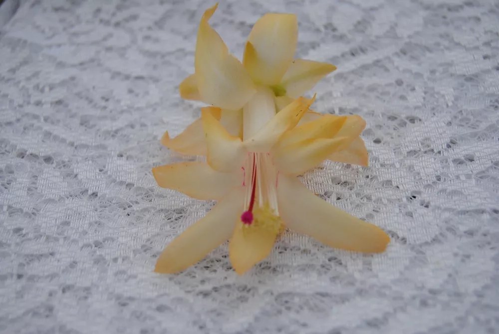 Christmas Cactus Starter Plant Nutbush City Limits Schlumbergera Truncata