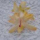 Christmas Cactus Starter Plant Nutbush City Limits Schlumbergera Truncata