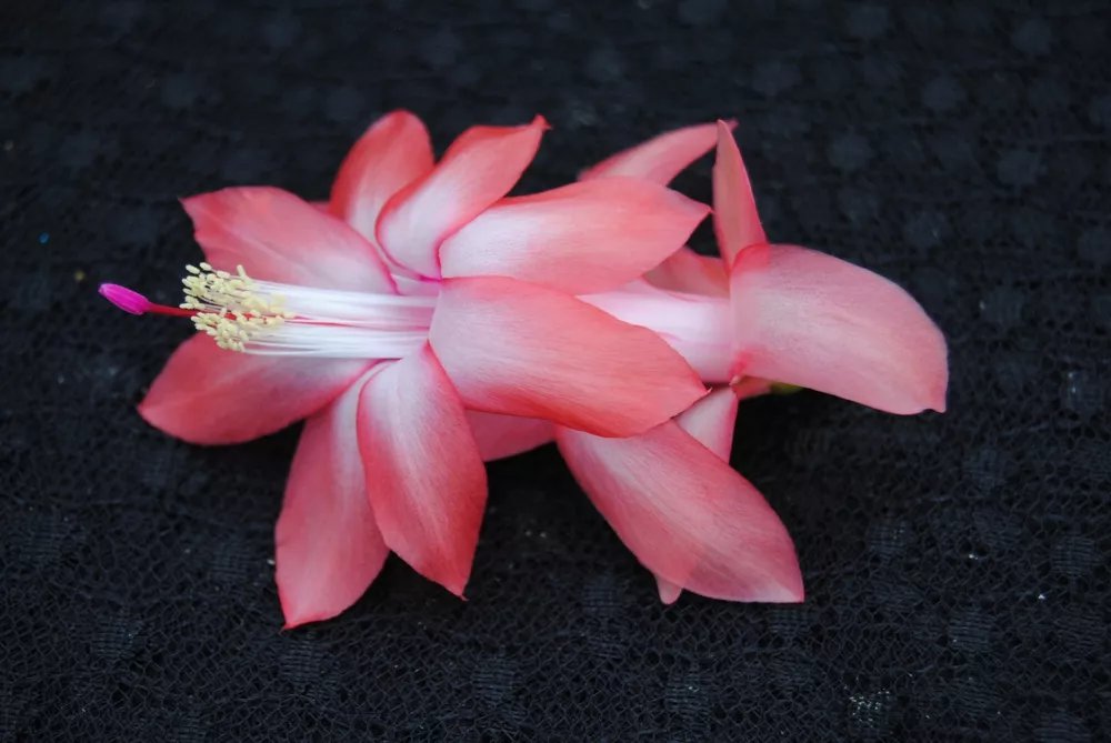 Christmas Cactus Starter Plant Coral Cascade Schlumbergera Truncata