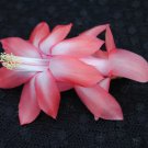 Christmas Cactus Starter Plant Coral Cascade Schlumbergera Truncata