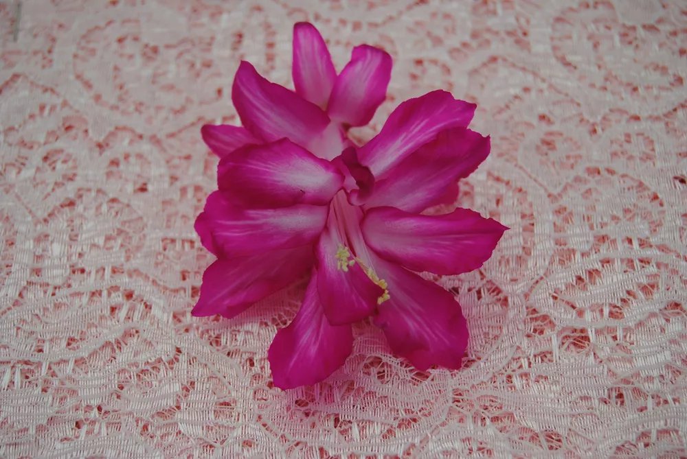 Christmas Cactus Starter Plant Bristol Beauty Schlumbergera Truncata