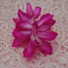 Christmas Cactus Starter Plant Bristol Beauty Schlumbergera Truncata