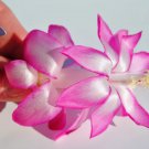 Christmas Cactus Starter Plant May Queen Schlumbergera Truncata