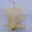 Christmas Cactus Starter Plant Comet Schlumbergera Truncata
