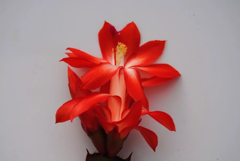 Christmas Cactus Starter Plant Boom Schlumbergera Truncata