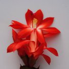 Christmas Cactus Starter Plant Boom Schlumbergera Truncata