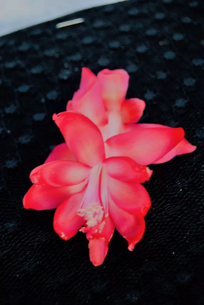 Christmas Cactus Starter Plant Bella Rosa Schlumbergera Truncata