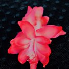 Christmas Cactus Starter Plant Bella Rosa Schlumbergera Truncata