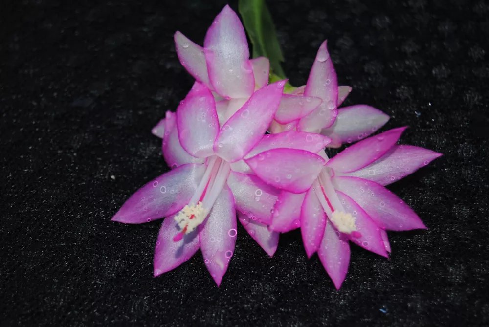 Christmas Cactus Starter Plant Aurea Schlumbergera Truncata