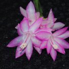 Christmas Cactus Starter Plant Aurea Schlumbergera Truncata