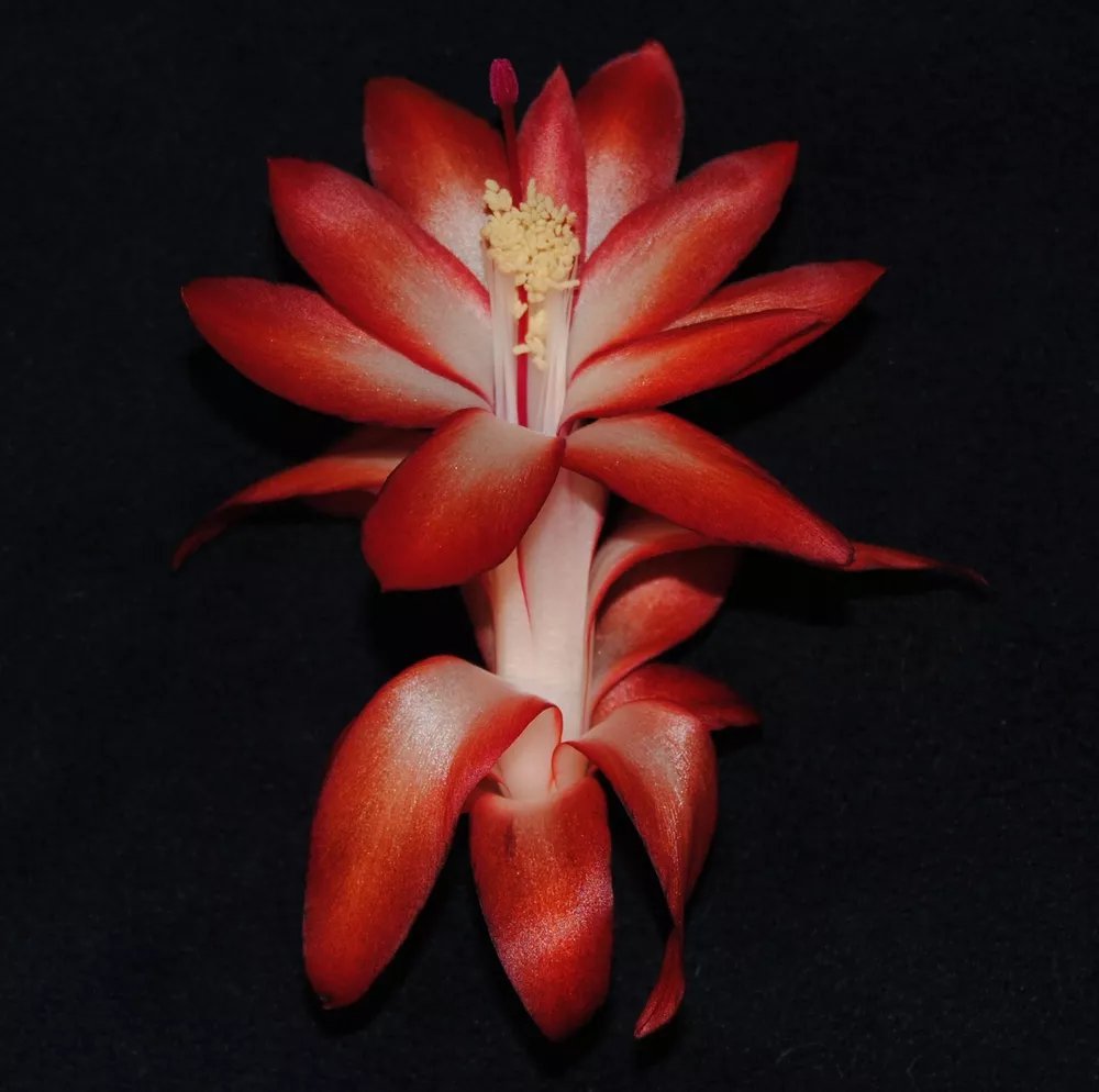 Christmas Cactus Starter Plant Big Fire Schlumbergera Truncata