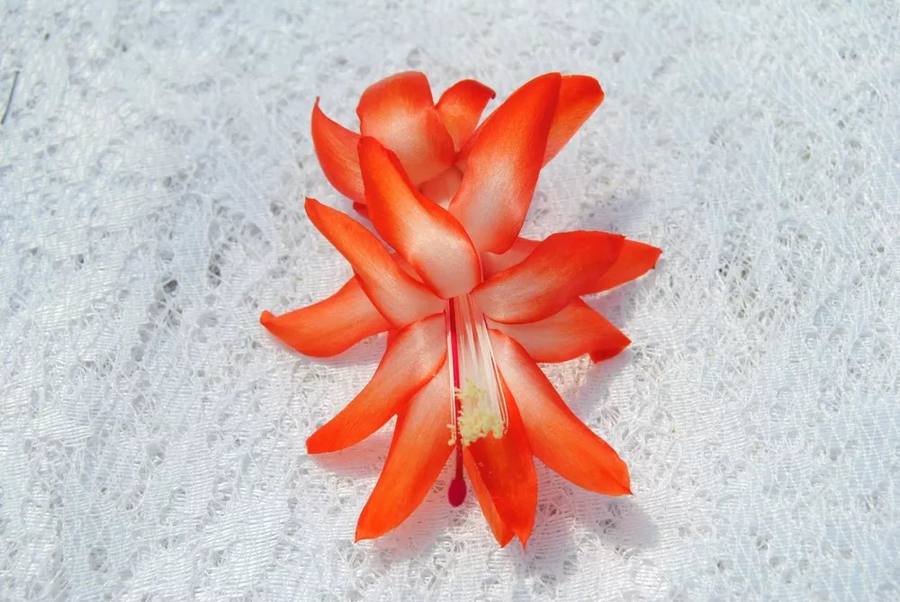 Christmas Cactus Starter Plant Desert Sun Schlumbergera Truncata