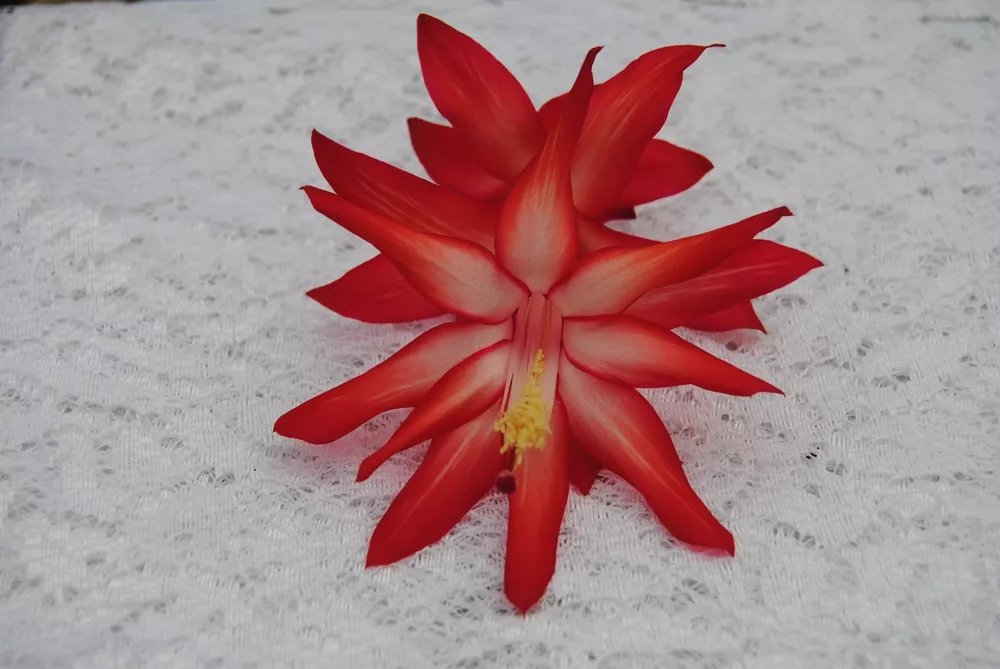 Christmas Cactus Starter Plant Exotic Dancer Schlumbergera Truncata