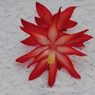 Christmas Cactus Starter Plant Exotic Dancer Schlumbergera Truncata
