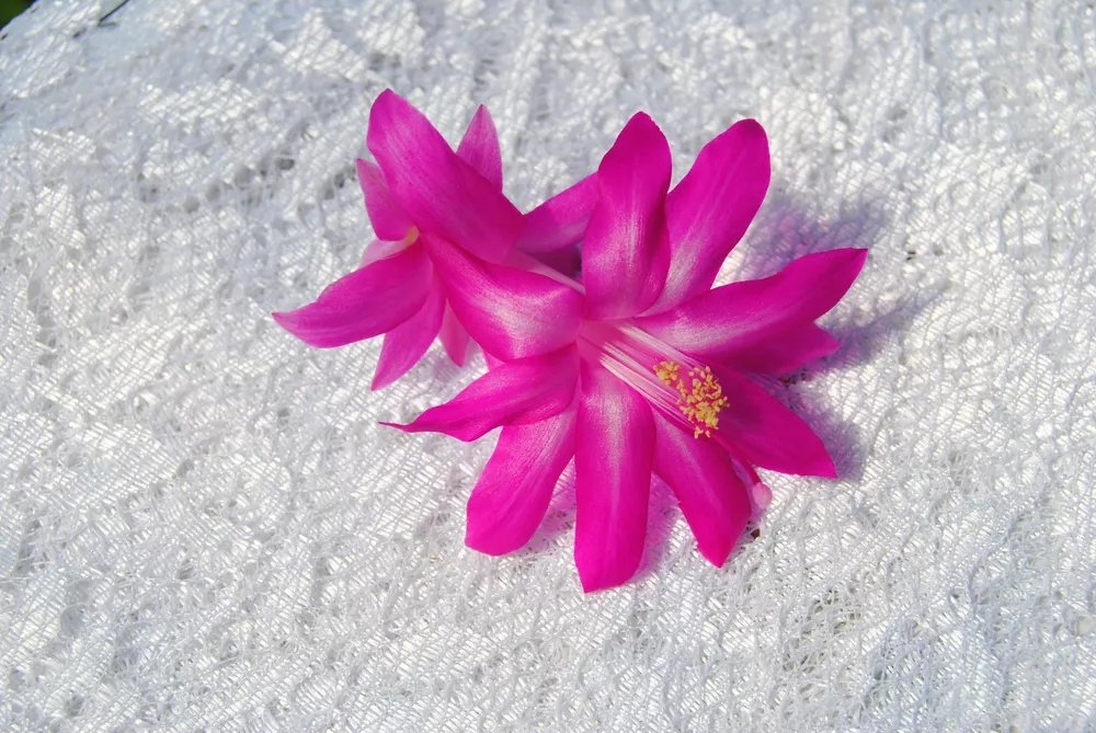 Christmas Cactus Starter Plant Crown Jewels Schlumbergera Truncata