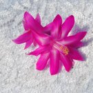 Christmas Cactus Starter Plant Crown Jewels Schlumbergera Truncata