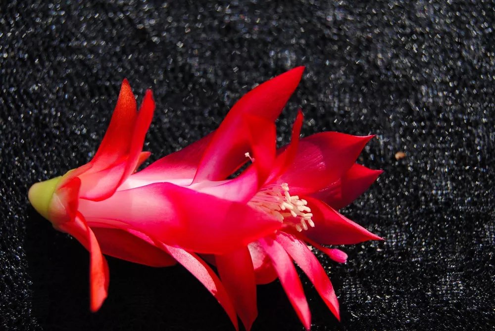 Christmas Cactus Starter Plant Will Schlumbergera Truncata
