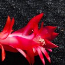 Christmas Cactus Starter Plant Will Schlumbergera Truncata