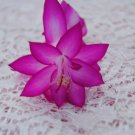 Christmas Cactus Starter Plant Japanese Dream Schlumbergera Truncata