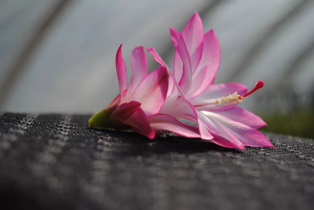 Christmas Cactus Starter Plant Angel Wings Schlumbergera Truncata