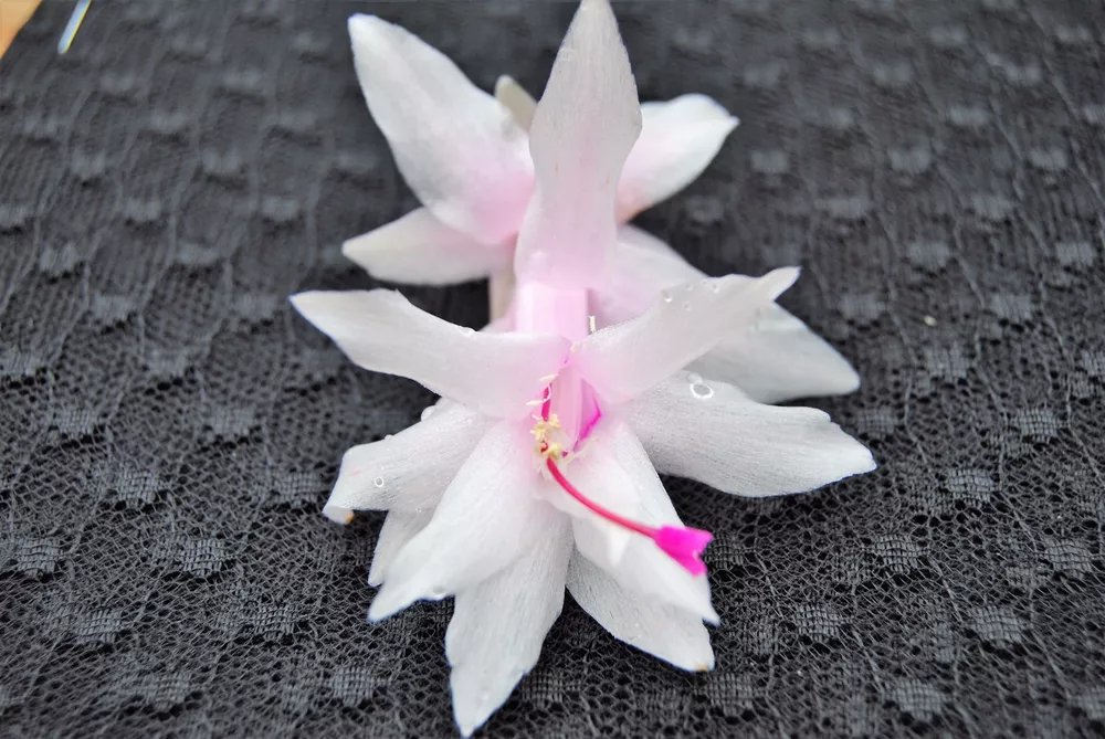 Christmas Cactus Starter Plant Island Pearl Schlumbergera Truncata