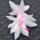 Christmas Cactus Starter Plant Island Pearl Schlumbergera Truncata