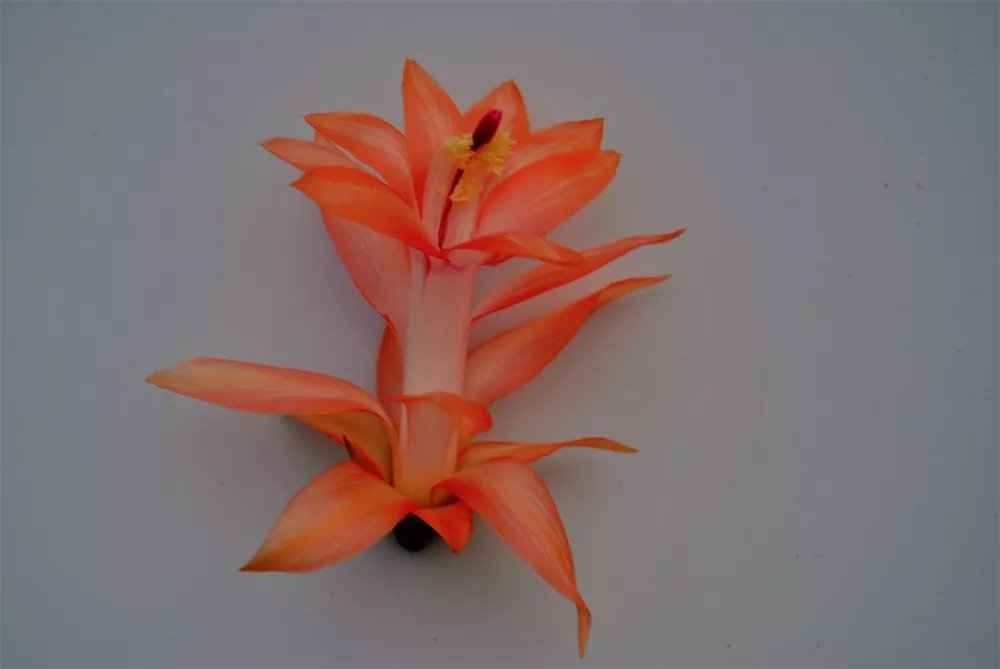 Christmas Cactus Starter Plant Braiden Schlumbergera Truncata