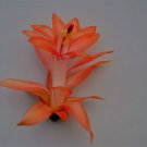 Christmas Cactus Starter Plant Braiden Schlumbergera Truncata