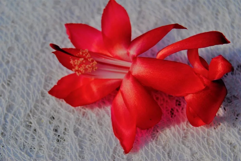 Christmas Cactus Starter Plant Big Red Schlumbergera Truncata