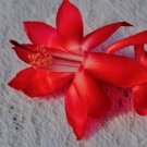 Christmas Cactus Starter Plant Big Red Schlumbergera Truncata