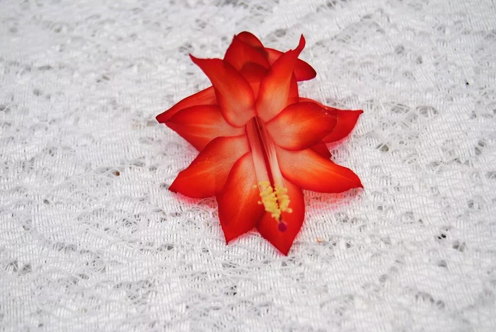 Christmas Cactus Starter Plant Ara Brazil Schlumbergera Truncata