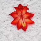 Christmas Cactus Starter Plant Ara Brazil Schlumbergera Truncata