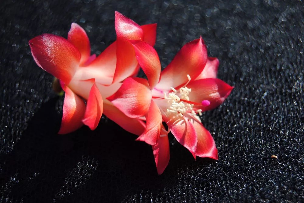 Christmas Cactus Starter Plant Carmesim Brazil Schlumbergera Truncata