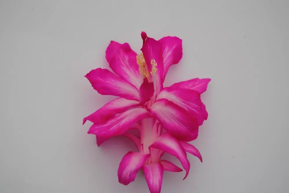Christmas Cactus Starter Plant Rossmore Harry Schlumbergera Truncata
