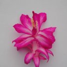 Christmas Cactus Starter Plant Rossmore Harry Schlumbergera Truncata