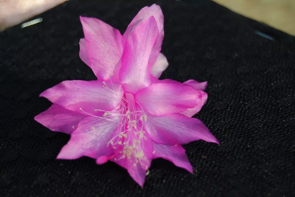 Christmas Cactus Starter Plant Miss Shimano Schlumbergera Truncata