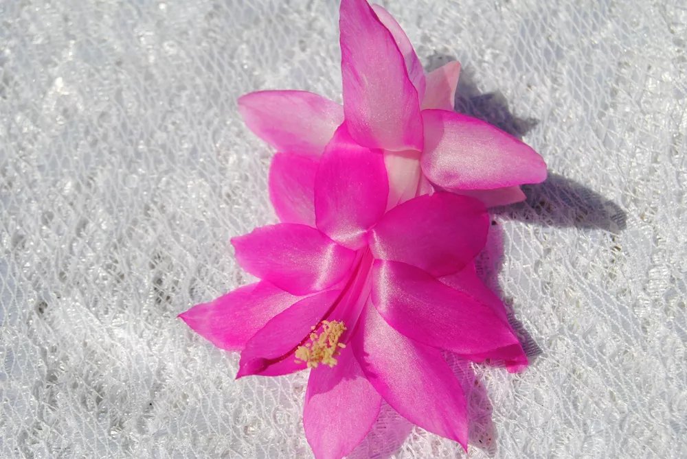 Christmas Cactus Starter Plant Pink Panther Schlumbergera Truncata