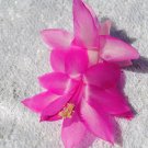 Christmas Cactus Starter Plant Pink Panther Schlumbergera Truncata