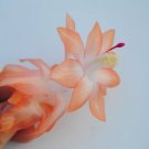 Christmas Cactus Starter Plant Chinese Dragon Schlumbergera Truncata