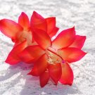 Christmas Cactus Starter Plant Roxanne Schlumbergera Truncata