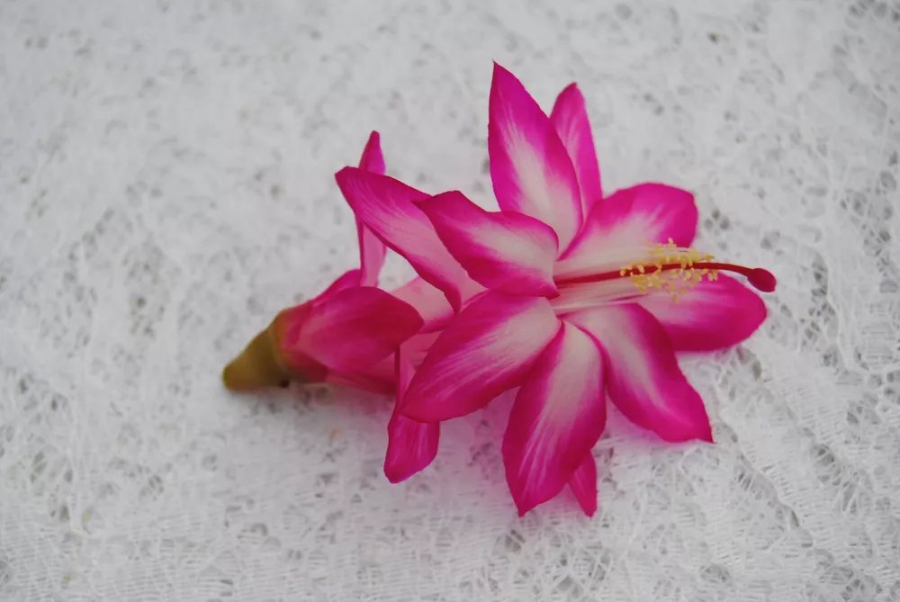 Christmas Cactus Starter Plant Pink Chocolate Schlumbergera Truncata
