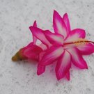 Christmas Cactus Starter Plant Pink Chocolate Schlumbergera Truncata